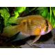 Cleithracara Maroni lot de 2 (3-4 cm)