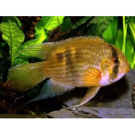 Cleithracara Maroni lot de 2 (3-4 cm)