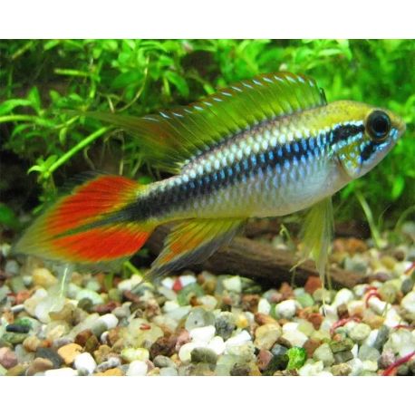 Apistogramma Agassizii Double Red 3-4 Cm