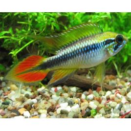 Apistogramma Agassizii Double Red 3-4 Cm le couple