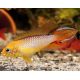 Apistogramma agassizi red Fire(red gold)