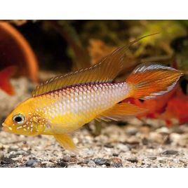Apistogramma agassizi red Fire(red gold)