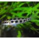 Dicrossus filamentosus sauvages 2-3 cm lot de 2