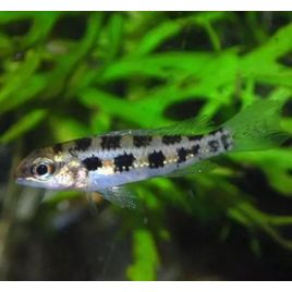 Dicrossus filamentosus sauvages 2-3 cm lot de 2