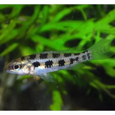 Dicrossus filamentosus sauvages 2-3 cm lot de 2