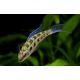 Dicrossus filamentosus sauvages 2-3 cm lot de 2