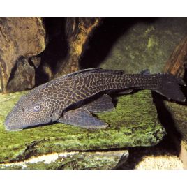 Hypostomus Plecostomus - nettoyeur de vitres 6-8 cm