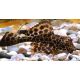 Pterygoplichthys Gibbiceps - Pléco voilés 6-8cm lot de 2