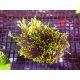 Euphyllia Dragon Soul 5 polypes 