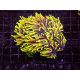 Euphyllia Dragon Soul 5 polypes 