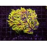 Euphyllia Dragon Soul 5 polypes 
