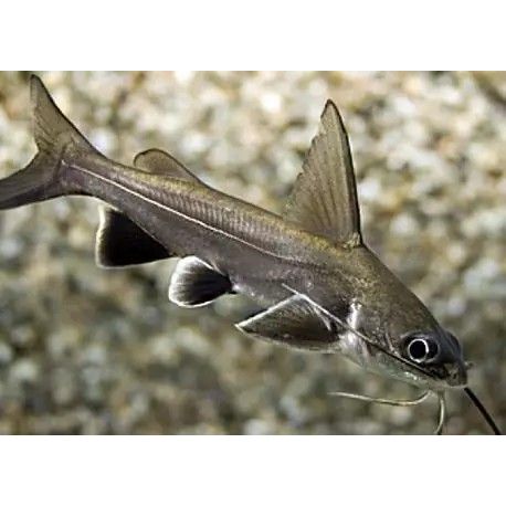  Ariopsis seemanni Poisson chat cuivre 