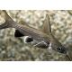 Ariopsis seemanni Poisson chat cuivre lot de 2