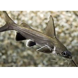 Ariopsis seemanni Poisson chat cuivre lot de 2