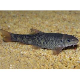 Garra rufa. Poisson-docteur lot de 10
