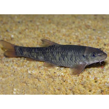 Garra rufa. Poisson-docteur lot de 10