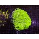 Bouture Euphyllia glabrescens vert pointes jaunes (1 polype)