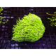 Bouture Euphyllia glabrescens vert pointes jaunes (1 polype)