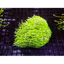 Bouture Euphyllia glabrescens vert pointes jaunes (1 polype)