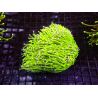 Bouture Euphyllia glabrescens vert pointes jaunes (1 polype)