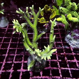 Bouture Seriatopora Histrix vert
