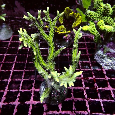 Bouture Seriatopora Histrix vert
