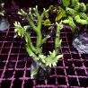 Bouture Seriatopora Histrix vert