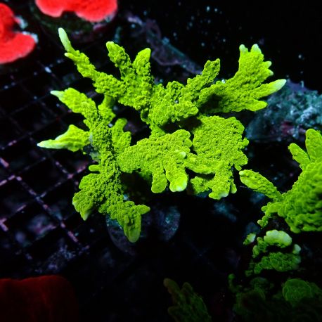 Bouture Montipora Stellata vert fluo