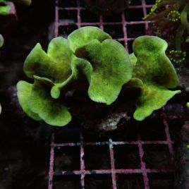 Bouture Pavona cactus vert