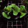 Bouture Pavona cactus vert 6-8 cm