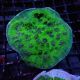 Cyphastrea jf 38,00 €