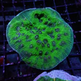Cyphastrea jf 38,00 €