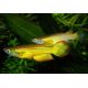 Aplocheilus Lineatusgold lot de 2