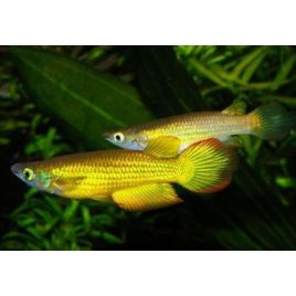 Aplocheilus Lineatus gold lot de 5