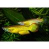 Aplocheilus Lineatus gold lot de 5