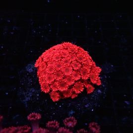 Goniopora Rouge 4-5 cm