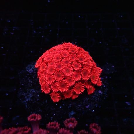 Goniopora Rouge 4-5 cm 129,00 €