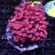 Goniopora Rouge 4-5 cm