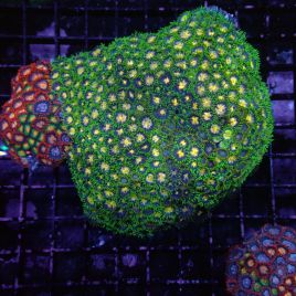 Zoanthus multicolor 8-10 cm