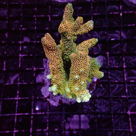 Acropora sp 169,00 €