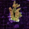 Acropora sp