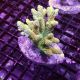 Acropora sp 169,00 €