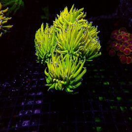 Euphyllia glabrescens Holy Grail WYSIWYG