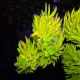 Bouture Euphyllia Holy grail ultra (1 polype)