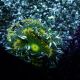 Phymanthus crucifer - epicystis crucifer verte(3 -4 cm)