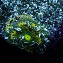 Phymanthus crucifer - epicystis crucifer verte  (3 -4 cm)