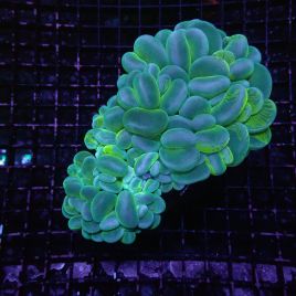 Plerogyra Sinuosa Pearl