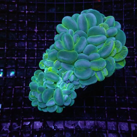 Plerogyra Sinuosa Pearl