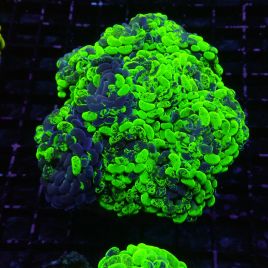 Euphyllia parancora marble