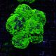 Euphyllia parancora marble 169,50 €